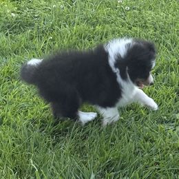 Priscilla - Black white and tan female Shetland Sheepdog puppy in Akron, Iowa from Honeyhill shelties