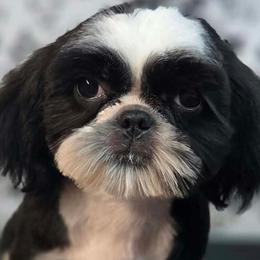 Nala - Black and white female Shih Tzu puppy in Parma, Ohio from D's DeVine Shih-Tzu
