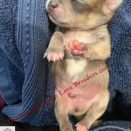 Scout - Fawn and white male Chihuahua puppy in Chino Valley, Arizona from Dachshund Family Love Breeders
