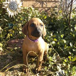 Mindy - Rd whtn blk nose female Rhodesian Ridgeback puppy in Carney, Oklahoma from River Run Parson Russell terriers & River Run Ridgebacks