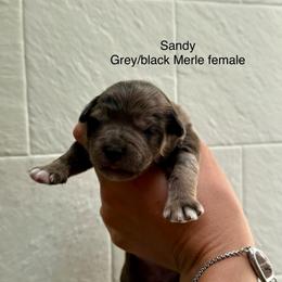 Sandy - Merle female Bernedoodle puppy in Fallon, Nevada from Wild Roots Doodles