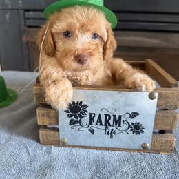 Boy3 - Red male Cockapoo puppy in Connersville, Indiana from MoonShine Babies