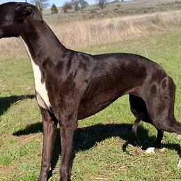 RAVEN - Whippet