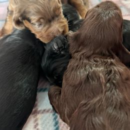 Bernedoodle, Cockapoo, and Goldendoodle Puppies from Avery Doodle Day LLC