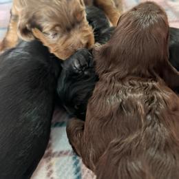 Bernedoodle, Cockapoo, and Goldendoodle Puppies from Avery Doodle Day LLC