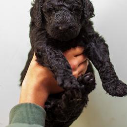 Purple - Black male Poodle puppy in Palmetto, Georgia from Renders Poodles