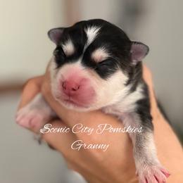 Granny - Black and white female Pomsky puppy in Rossville, Georgia from Scenic City Pomskies