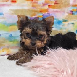 Millie TEACUP - Blue and gold female Yorkshire Terrier puppy in Monticello, Iowa from Ashley’s Puppies