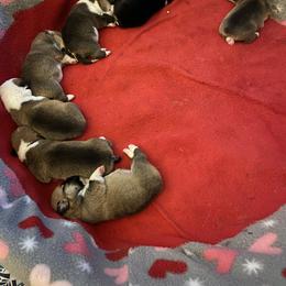 Pembroke Welsh Corgi Puppies from Annwyl McCorgis