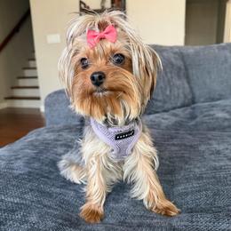 Hazel - Yorkshire Terrier