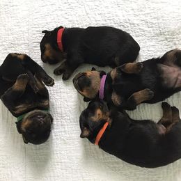 Rottweiler Puppies from Medieval Rottweilers