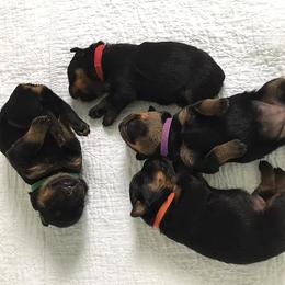 Rottweiler Puppies from Medieval Rottweilers