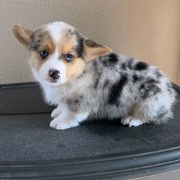 American Corgi Puppies from Blue Diamond Welsh corgis