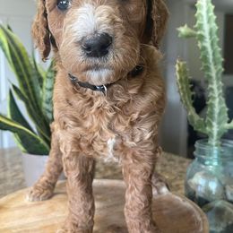 Poodles from Oodles of RED Poodles