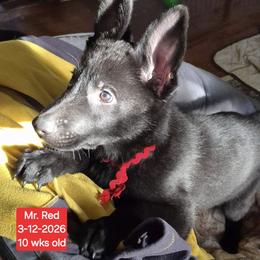 Red collar boy - Black male German Shepherd puppy in White Cloud, Michigan from Mcintire German Shepherds
