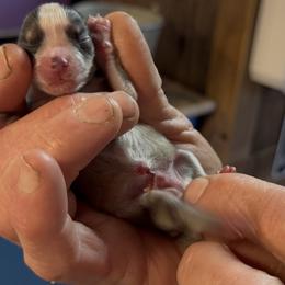 Clyde - Merle male Pomsky puppy in Spring Hill, Florida from PDQ Pomskies