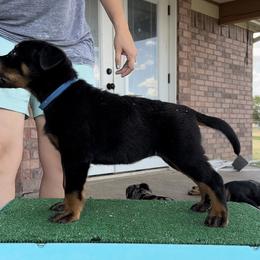 Westfalia - Black and rust Beauceron puppy in Haslet, Texas from Wanderlust Beaucerons