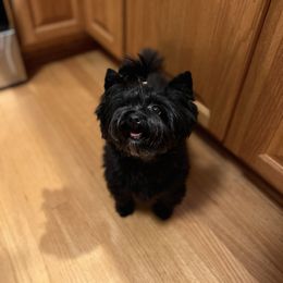 Echo - Black female Chihuahua puppy in Michigan from Fanciful Thrills Kennel