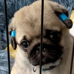Pugs from Kensington Pugs