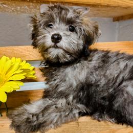 Havapoo puppies from BAK Home Pups