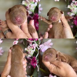 Lizzy - Apricot female Cavapoo puppy in Yuciapa, California from AlltheDoodlez_