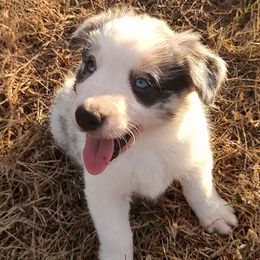 Mac-ABCA - Blue merle male Border Collie puppy in Bixby, Oklahoma from Bond Border Collies