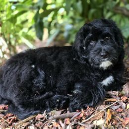 Ravioli - Black male Goldendoodle puppy in Eugene, Oregon from Oregon's Legendary Goldens