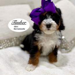 Timber - Tri-color female Bernedoodle puppy in Jackson, Mississippi from T.M. Poodles & Doodles