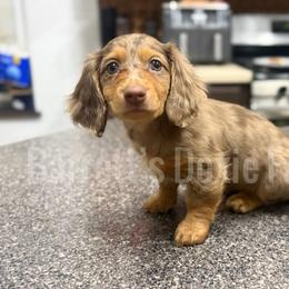 Happy AKC - Dapple female Dachshund puppy in Oklahoma City, Oklahoma from Barrett’s Doxie Farm