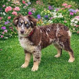 Tillie - Australian Shepherd