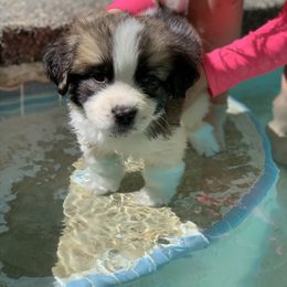 Oreo Mr. Winston teal collar - Brindle and white male Saint Bernard puppy in Auburn, Washington from Sara’s Saint Bernards