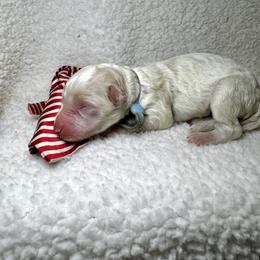 Linus - Cream male Goldendoodle puppy in Camden, North Carolina from Oopsie Doodles of NC