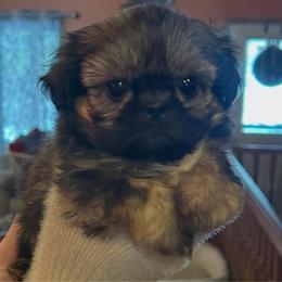 Marinara - Red female Shih Tzu puppy in Nekoosa, Wisconsin from Brox Acres House of Fur LLC