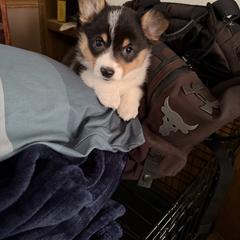 Looma - Black and tan female Pembroke Welsh Corgi puppy in Fairchild, Wisconsin from Reigning Corgis