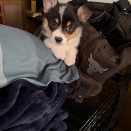 Looma - Black and tan female Pembroke Welsh Corgi puppy in Fairchild, Wisconsin from Reigning Corgis