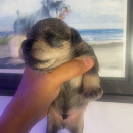 Boy 3 - Salt and pepper male Miniature Schnauzer puppy in Upland, California from Rising Minis of Upland