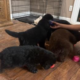 Blue Collar - Black female Newfoundland puppy in Squaw Valley, California from Bear Mountain