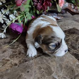 Luke - Red sable male Havanese puppy in Cleveland, Texas from 7th Heaven Havanese of Texas