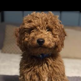 French Bulldog and Goldendoodle All Grown Up from French Valley Miniature Goldendoodles & French Bulldogs