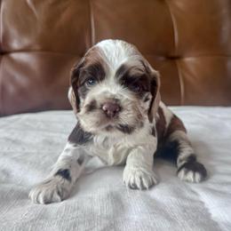 Cowgirl - Brown roan and tan female Cocker Spaniel puppy in Floyds Knobs, Indiana from Sweet Tails