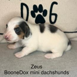 Boy 2 - Blue and tan male Dachshund puppy in Lexington, Oklahoma from Terry's Dachshunds (BooneDox Mini Dachshunds)