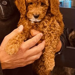 Goldendoodle Puppies from Labradoodleday