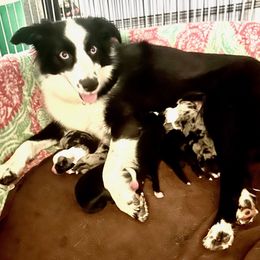 Aussiedoodle, Australian Shepherd, Miniature American Shepherd, and Miniature Australian Shepherd Puppies from Bline's Awesome Aussies