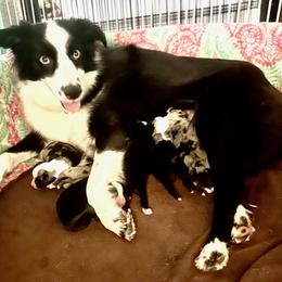 Aussiedoodle, Australian Shepherd, Miniature American Shepherd, and Miniature Australian Shepherd Puppies from Bline's Awesome Aussies