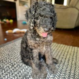 Beau - Merle male Goldendoodle puppy in Zuta, Georgia from Salty Air Poodles and Doodles