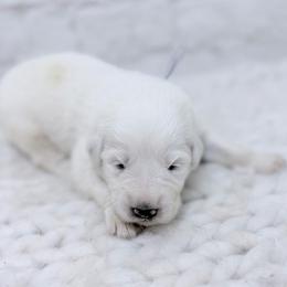 Gary - Gray Collar - White male Great Pyrenees puppy in San Marcos, California from Faith Family Freedom Farm