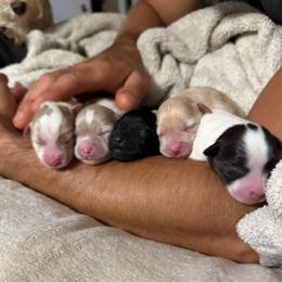 Dawn - Yellow girl - Black female Miniature Schnauzer puppy in Moro, Arkansas from Barkin’ Beauty Schnauzers