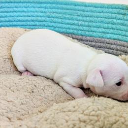 Chihuahua Puppies from Wilds Farms