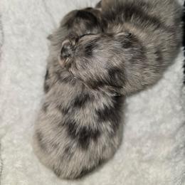Stewie - Blue merle male Pomeranian puppy in Angleton, Texas from Pomeranian Palace, LLC