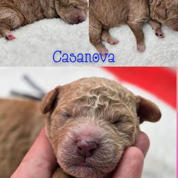 Boy 2 - Red male Bernedoodle puppy in Summerville, South Carolina from Channys Doodles